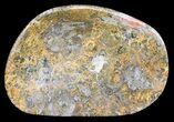 Bargain, Polished Fossil Coral (Actinocyathus) Dish - Morocco #53779-1